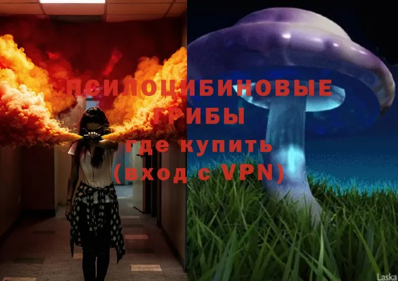 Галлюциногенные грибы Psilocybe  Дно 